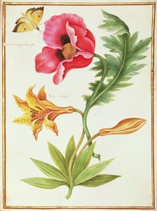 PD.109-1973.f45罂粟和橙色百合（在牛皮纸上的wc） 作者 尼古拉斯·罗伯特